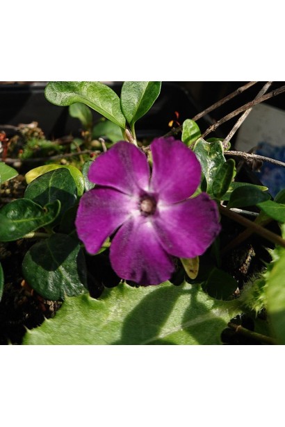 Vinca minor Atropurpurea квітка